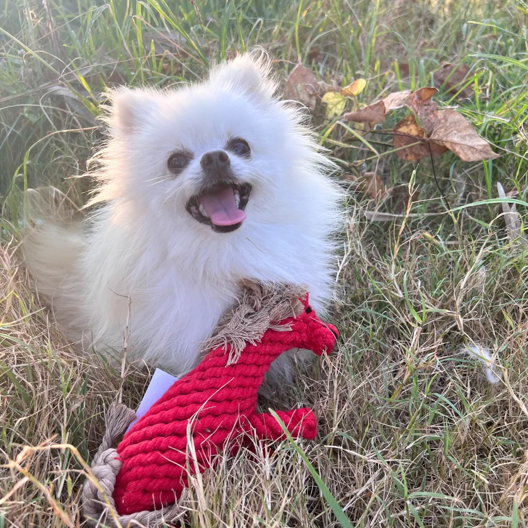 Ember the Red Horse Rope Toy