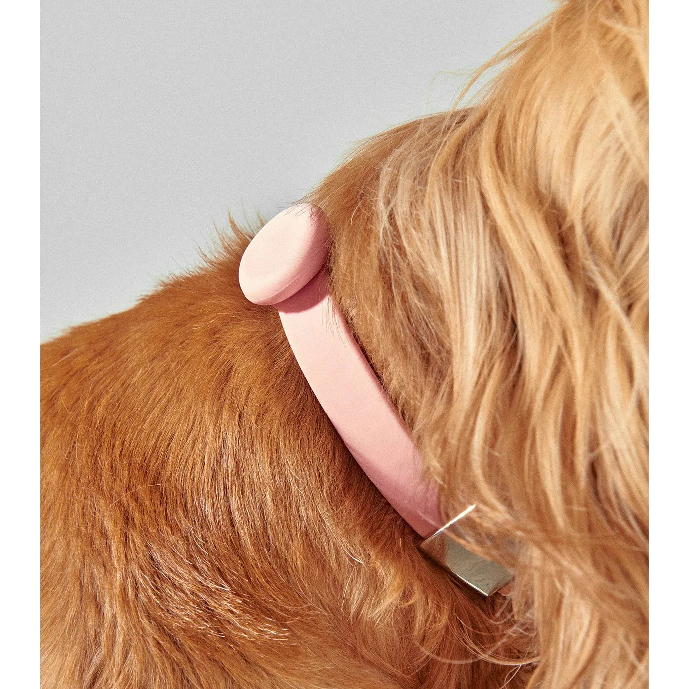 frank green Blushed Dog Safety Light Large^^^