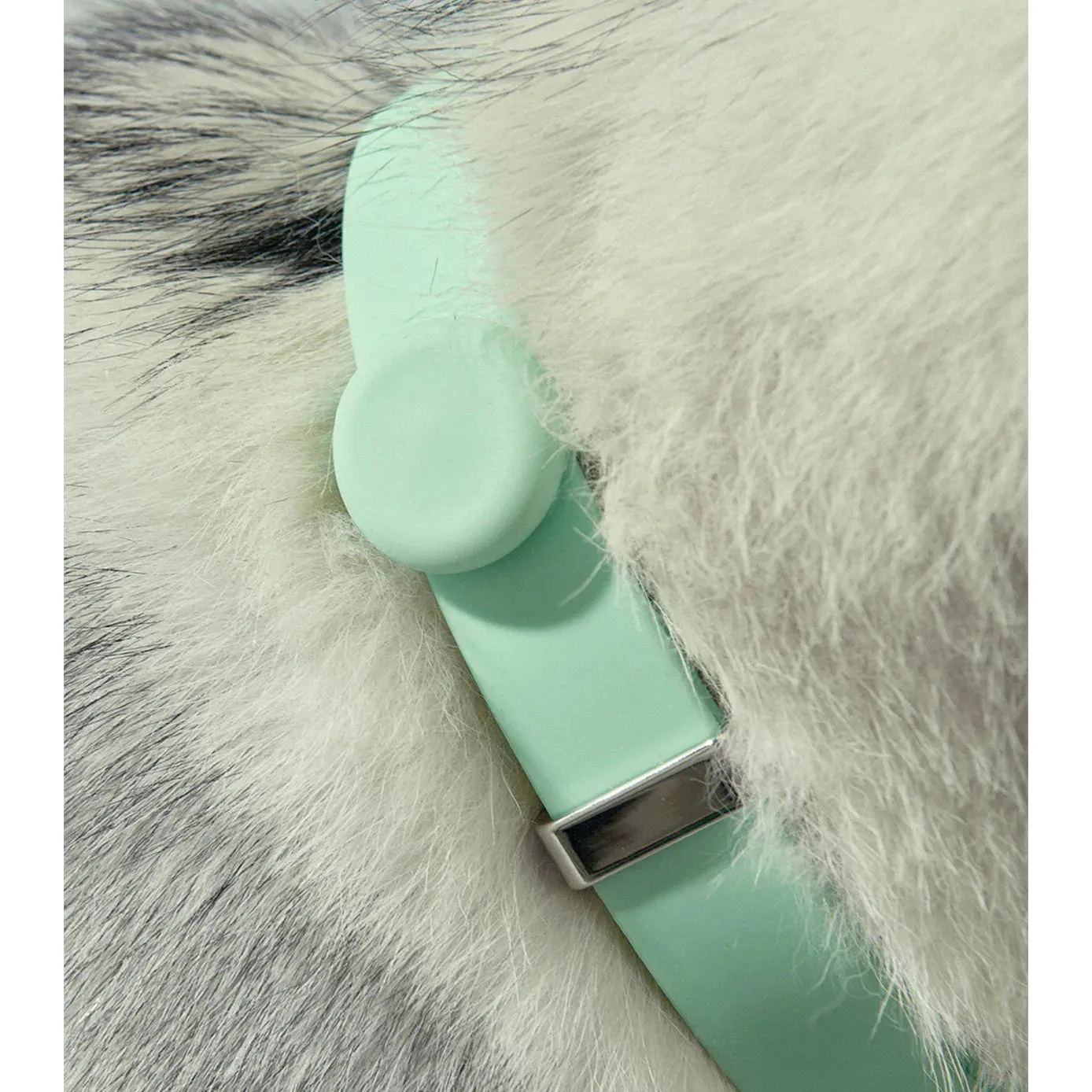 frank green Lilac Haze Dog Safety Light Medium^^^