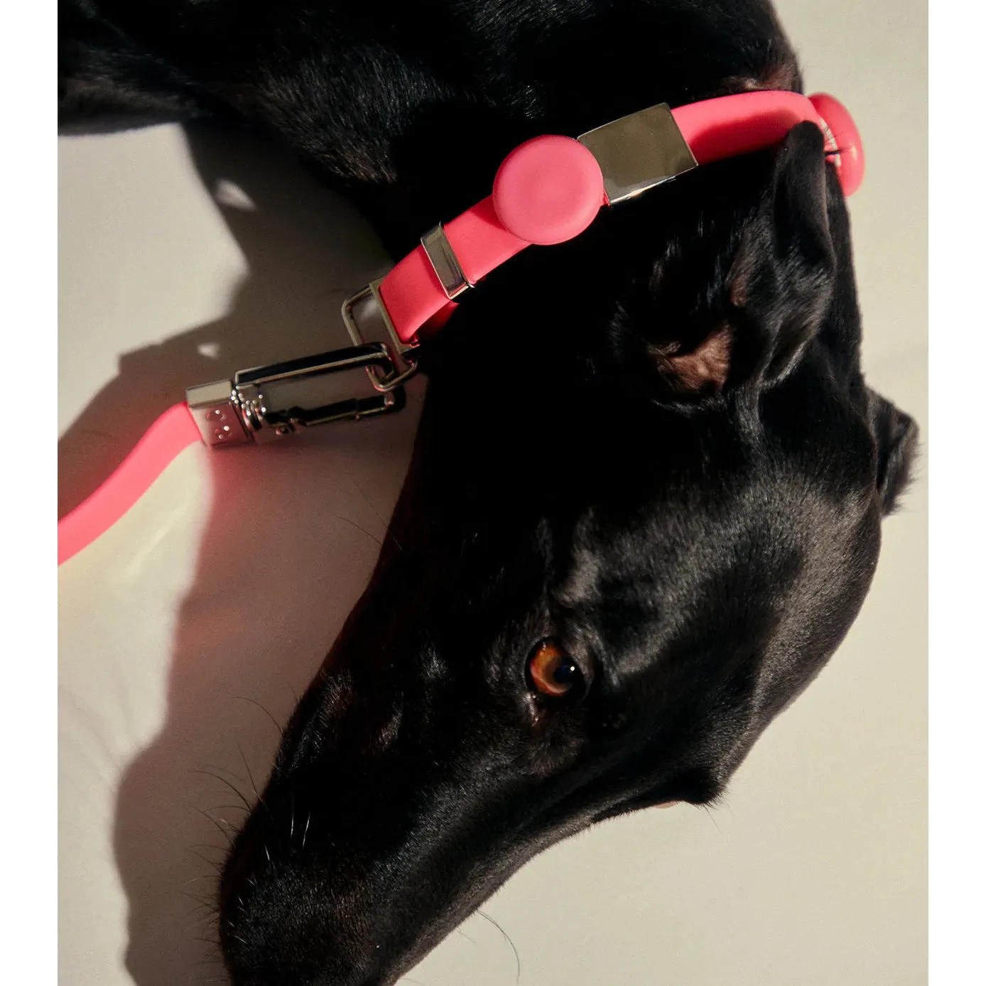 frank green Lilac Haze Dog Safety Light Medium^^^