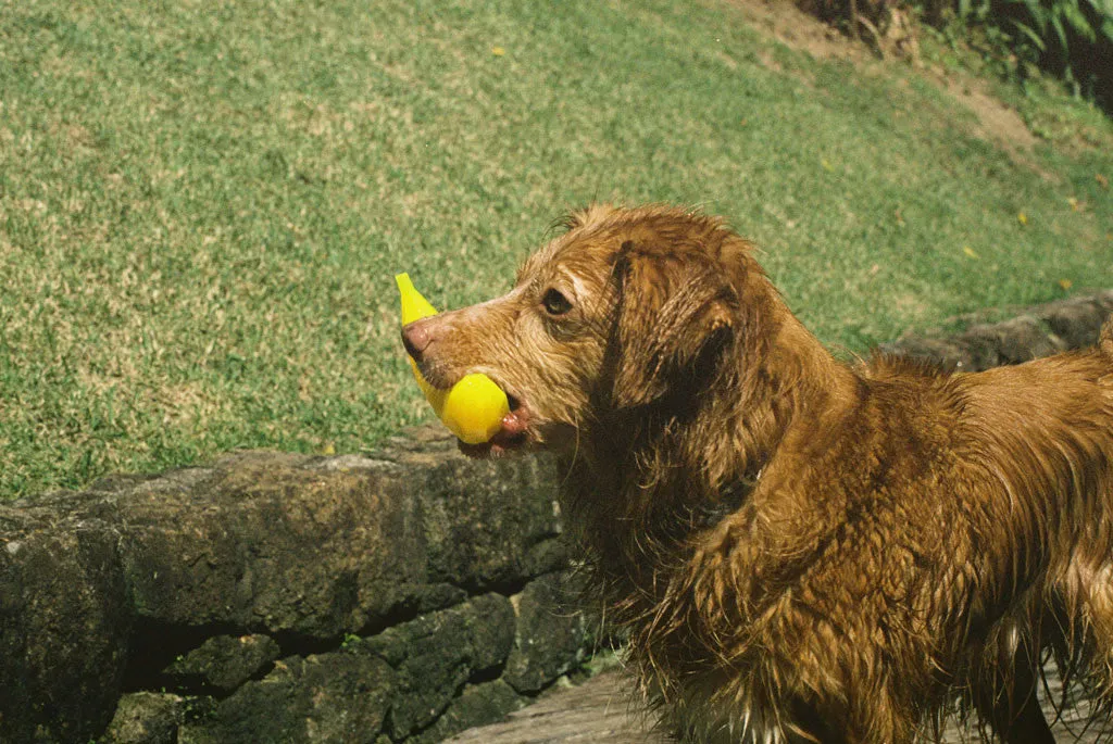 Super Banana | Dog Toy