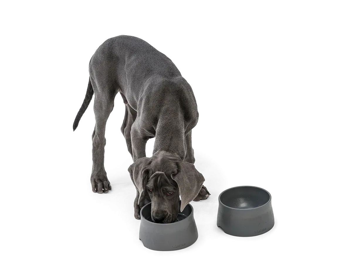 West Paw Seaflex No-Slip Bowl